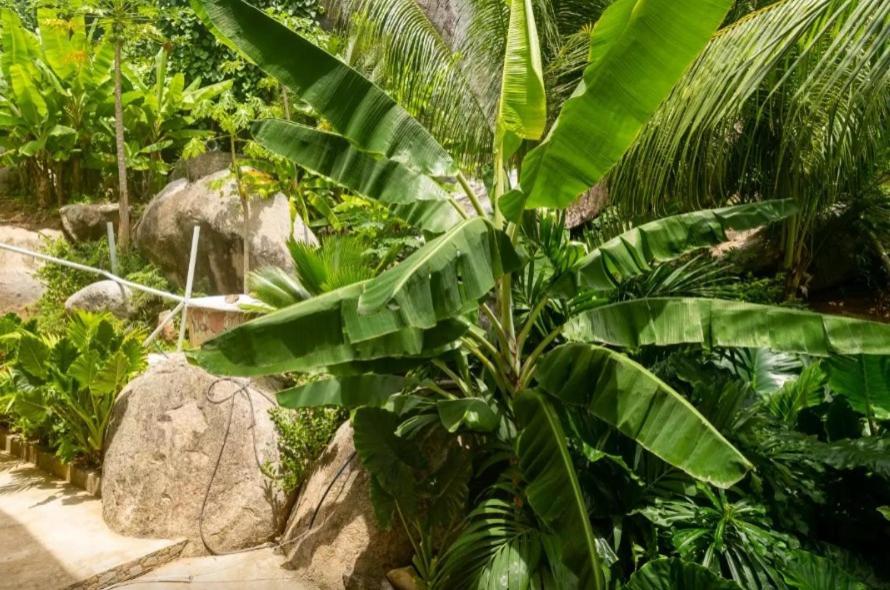 Auguste Holiday Residence Anse Etoile エクステリア 写真